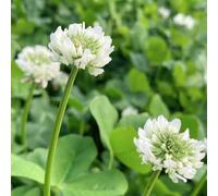 Semi di Trifolium repens - giardino di aromatiche sul balcone rare semi di aromatiche resistenti per il giardino da esterno 200pcs