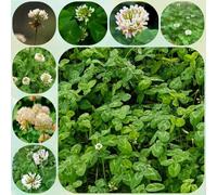 Semi di Trifolium repens, prodotti sostenibili Semi di trifoglio bianco, semi di vecchie varietà tappezzante da esterno 600pcs