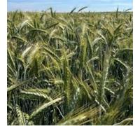 SEMI DI TRITICALE CLAUDIUS 1^RIP 30 KG BIOLOGICO
