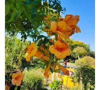 Semi di tromba, Campsis grandiflora, le da giardino roccioso sono resistenti rampicante a di tromba, semi esotici rare per luoghi soleggiati 60pcs