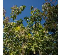 Semi di tromba - Catalpa bignonioides, interna giardino resistenti esterno in vaso, d'appartamento esotiche, in rialzata 250pcs