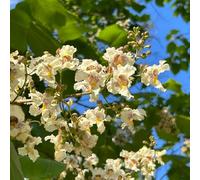 Semi di tromba - Catalpa bignonioides, resistenti esterno in vaso decorazione giardino decorazioni per esterni vecchie varietà 90pcs