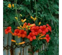 Semi di tromba, decorazione floreale per luoghi soleggiati vecchie varietà sospese resistenti perenni decorazione da giardino per esterni 150pcs