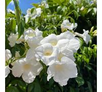 Semi di tromba, per luoghi soleggiati regali per gli amanti del giardino decorazione floreale sospese resistenti perenni decorazione 55pcs