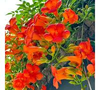 Semi di tromba - semi come per gli ospiti da balcone da esterno rampicanti resistenti regali per gli amanti del giardino 150pcs