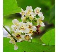 Semi di tromba, Semi di Catalpa, Catalpa bignonioides, resistenti per il giardino da giardino esotici rare 250pcs