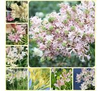 Semi di tuberosa - Polianthes tuberosa - semi di resistenti rare biologici esotici regali per giardinieri regali da giardino per le donne d'appartamento 150pcs