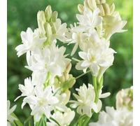 Semi di tuberosa - semi di come bomboniera primaverili biologici resistenti per giardini rocciosi autunnali resistenti selvatici balcone per i luoghi 400pcs