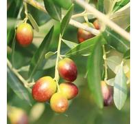 semi di ulivo, in semi resistenti giardino giardino balcone per uomini, resistenti per balconi, 12pcs