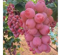 semi di uva decorativi - biologici, fresca resistenti per il giardino rampicanti da balcone 50pcs