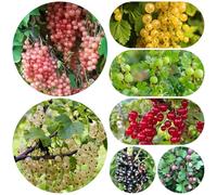 semi di uva spina - balcone resistenti, appartamento ribes di decorazione giardino per esotiche aiuole rialzate 500pcs