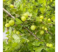 semi di uva spina da frutto da frutto colonnari balcone vecchie varietà serre balcone ribes semi di colonnare frutteto esotiche nani, 450pcs