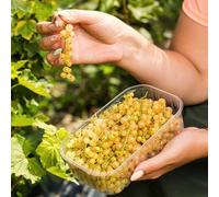 semi di uva spina da frutto vecchie varietà ribes da frutto colonnari nani, resistenti frutteto comprare giardino roccioso esotiche colonnare balcone semi 300pcs