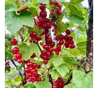 semi di uva spina - decorazione del giardino, ribes, resistenti all'esterno, 150pcs