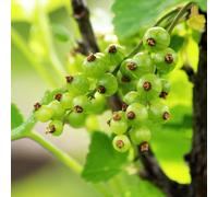 semi di uva spina - esotiche, balcone, ribes, estremamente resistenti aiuola rialzata, 50pcs