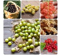 semi di uva spina, esotici, verdi Uva spina, di ribes, semi di resistenti all'esterno esotiche 500pcs