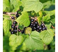 semi di uva spina frutto colonnare comprare da frutto da colonnari semi di balcone serre balcone ribes frutteto nani, resistenti esotiche 100pcs