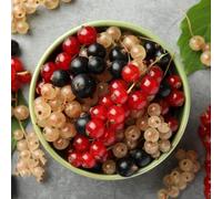 semi di uva spina - giardino, ribes resistenti all'esterno, balcone a serre 300pcs