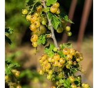 semi di uva spina, ribes, aiuola rialzata con esotici sul balcone, resistenti, rare, 100pcs