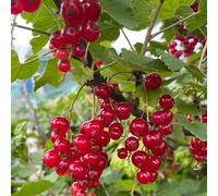 semi di uva spina, ribes, aiuole rialzate da giardino, resistenti esotiche decorazione, balcone, 150pcs