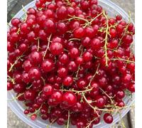 semi di uva spina, ribes, esotiche da giardino, resistenti esotiche da aiuola rialzata 450pcs