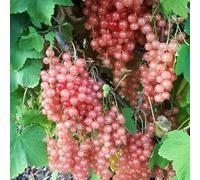 semi di uva spina, ribes, esotiche, estremamente resistenti, adatte a serre e balconi da giardino, aiuola rialzata 350pcs