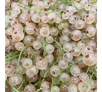 semi di uva spina, ribes, estremamente resistenti da giardino, esotiche, decorazione fresca 400pcs