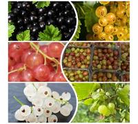 semi di uva spina semi rari frutteto comprare da frutto da balcone frutto giardino roccioso colonnari serre balcone di ribes nani, resistenti 200pcs