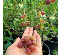 semi di uva spina vecchie varietà da giardino roccioso semi di esotiche rari da frutto ribes frutto colonnare nani, resistenti serre balcone 400pcs