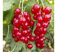 semi di uva spina vecchie varietà frutto colonnare ribes da frutto frutteto comprare da serre balcone colonnari balcone semi di rari giardino 250pcs