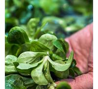 Semi di valeriana, giardino sul balcone rare resistenti per il giardino da roccioso copertura del terreno per luoghi soleggiati lattuga 200pcs