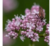 Semi di valeriana, selvatiche Valeriana officinalis, resistenti per il giardino semi di medicinali da cucina balcone con letto di 120pcs