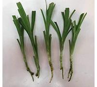 Semi di vaso: fragranti SEMI di Pandan 50 pezzi foglie Viet Nam Pandanus per il sito della cucina di questo Commerciante