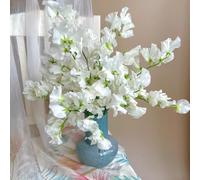 semi di veccia resistenti, decorative di pisello odoroso esotiche del balcone da giardino, 500pcs