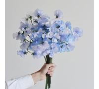 semi di veccia resistenti, decorative per aiuole rialzate pisello odoroso da giardino primaverili a precoce 150pcs