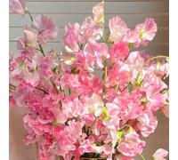 semi di veccia resistenti, decorative perenni di pisello odoroso da balcone ufficio 300pcs