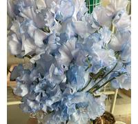 semi di veccia resistenti, vecchie varietà di pisello odoroso decorative da giardino per balconi rialzati perenni al pieno sole 50pcs