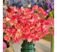 semi di veccia selvatica, resistenti pisello odoroso decorative perenni letti rialzati per giardino 100pcs