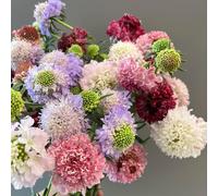 semi di vedova - balcone resistenti giardino 350pcs