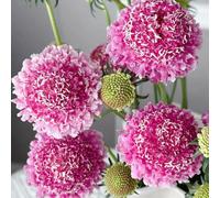 semi di vedova - esotiche copertura del terreno giardino rustiche balconi 30pcs