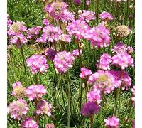 semi di vedova - estremamente resistenti perenni copertura del terreno 120pcs