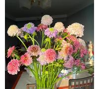 semi di vedova - giardino perenni resistenti pieno sole letto rialzato balcone 100pcs