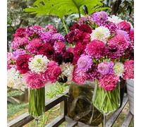 semi di vedova - perenni giardino resistente esterno pascolo 50pcs