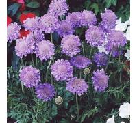 semi di vedova - selvatici perenni resistenti letto rialzato balcone 80pcs