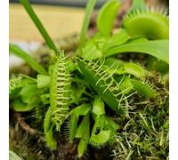 Semi di Venere acchiappamosche, d'appartamento esotiche Dionea muscipula, da balcone semi rustici resistenti per il giardino rare 20pcs