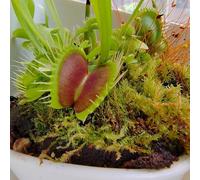 Semi di Venere acchiappamosche, decorazione soggiorno, semi di Dionea muscipula, d'appartamento da balcone resistenti perenni 200pcs