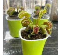 Semi di Venere acchiappamosche, semi di d'appartamento Dionea muscipula, esotiche semi di carnivore d'appartamento esotiche rare 150pcs