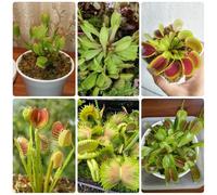 Semi di Venere acchiappamosche, semi di d'appartamento Dionea muscipula, Le perenni sono rustiche per balconi 120pcs