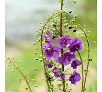 Semi di verbasco - balcone in vaso giardino roccioso giardino interno varietà antiche biologiche d'appartamento esotiche interna in 800pcs