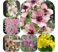 Semi di verbasco - copertura del terreno decorazioni giardino per esterni esotico estivi biologici balcone semi di selvatici resistenti vecchie 800pcs